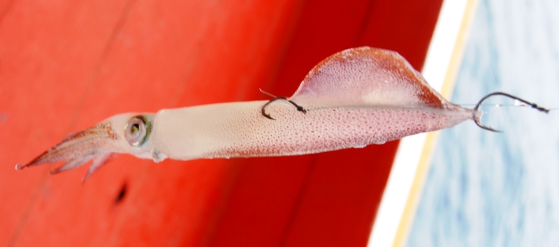 Ta med familien til fiske og badeliv i Koh Chang!
